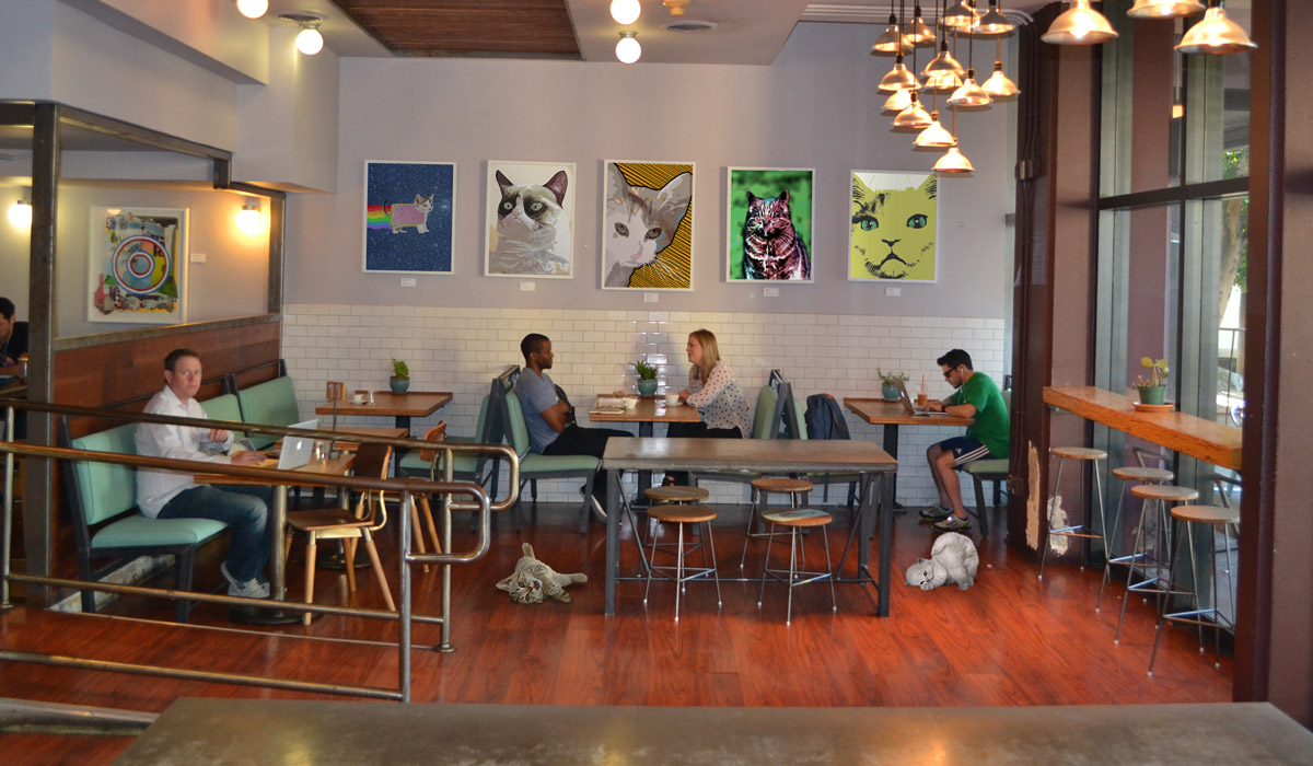 DeviantArt s Cat  Cafe  And Art Lounge by techgnotic on 